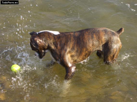 La foto del perro