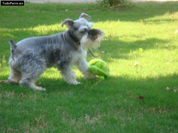 La foto del perro