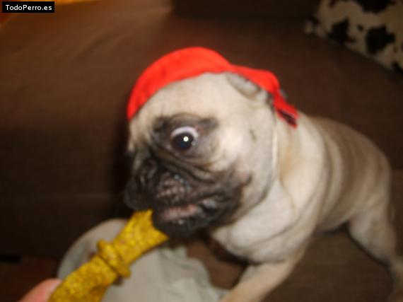 La foto del perro