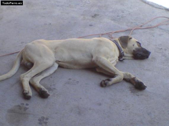 La foto del perro