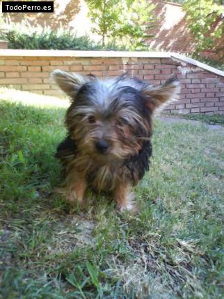 La foto del perro