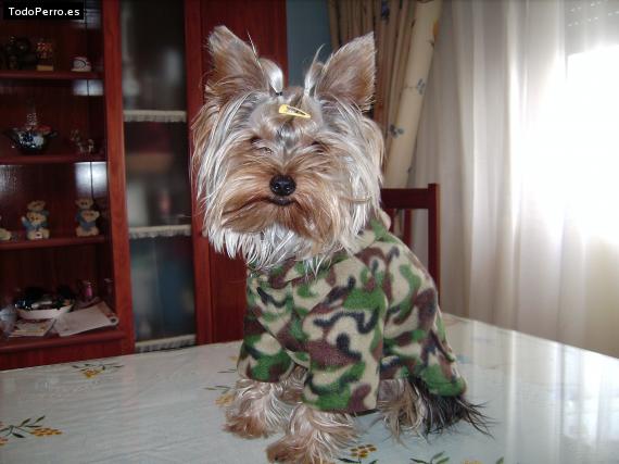 La foto del perro