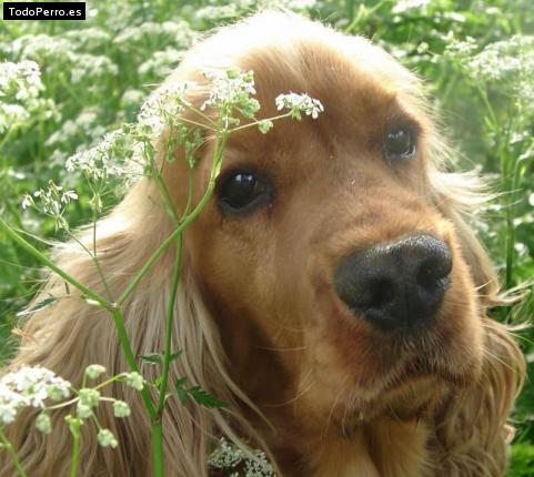 La foto del perro