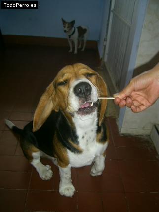 La foto del perro