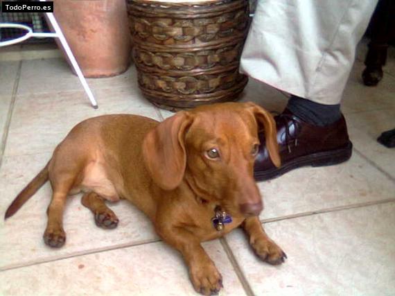 La foto del perro
