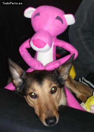 La foto del perro