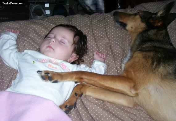 La foto del perro