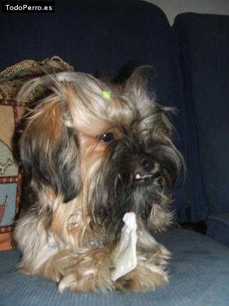 La foto del perro