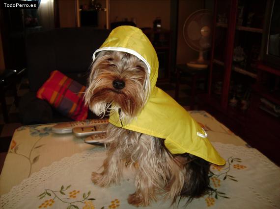 La foto del perro