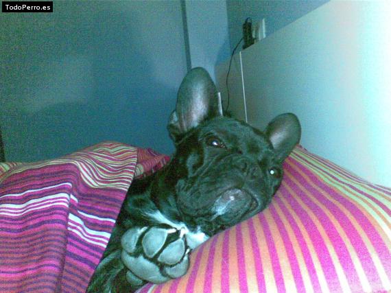 La foto del perro
