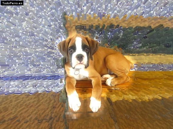 La foto del perro
