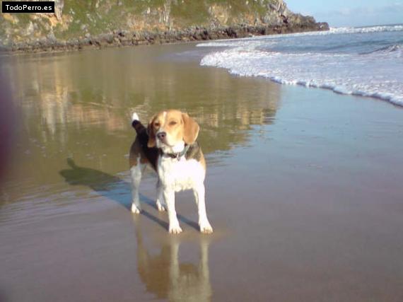 La foto del perro