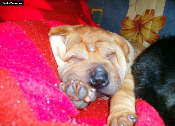 La foto del perro