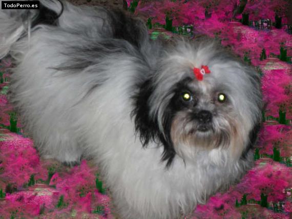La foto del perro