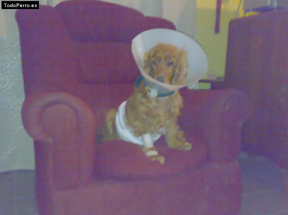 La foto del perro