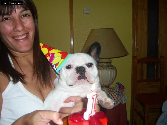 La foto del perro