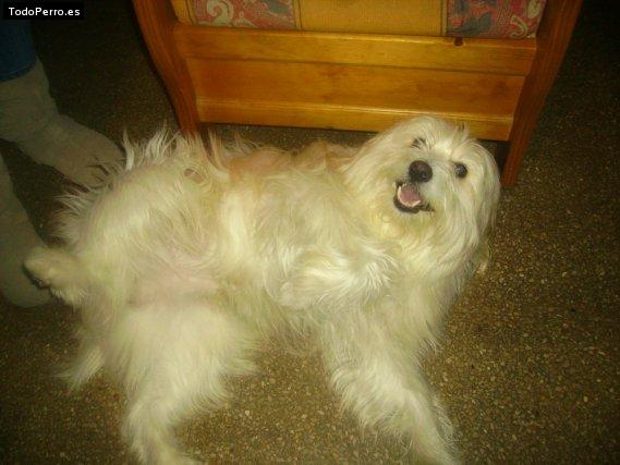 La foto del perro
