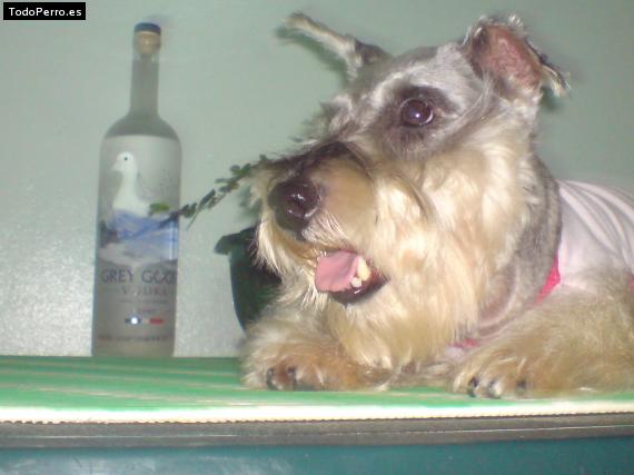 La foto del perro