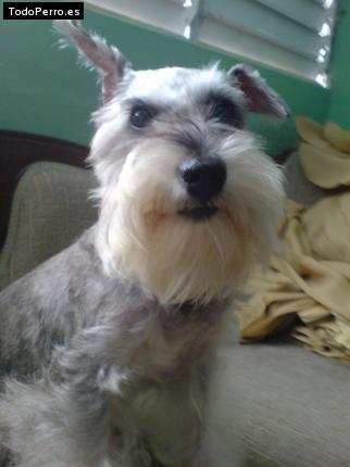 La foto del perro