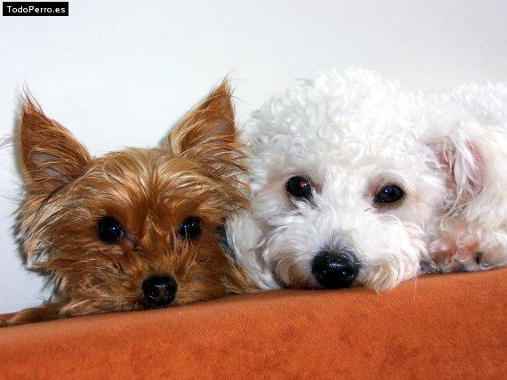 La foto del perro