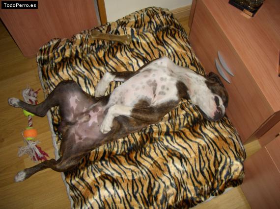La foto del perro
