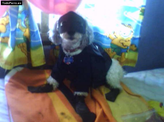 La foto del perro