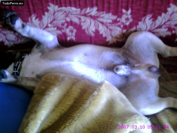 La foto del perro