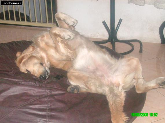 La foto del perro