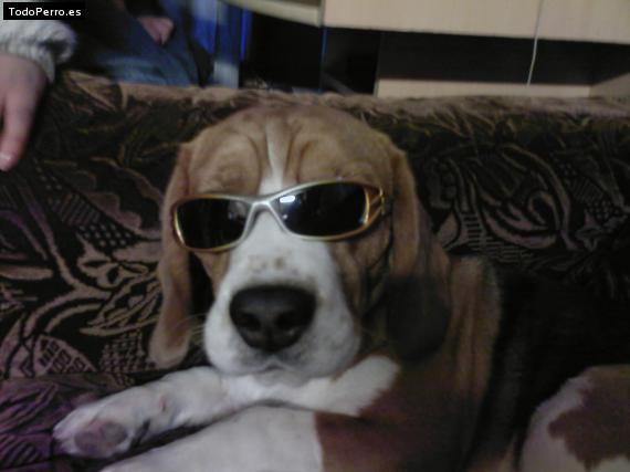 La foto del perro