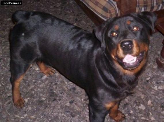 La foto del perro
