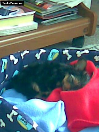 La foto del perro