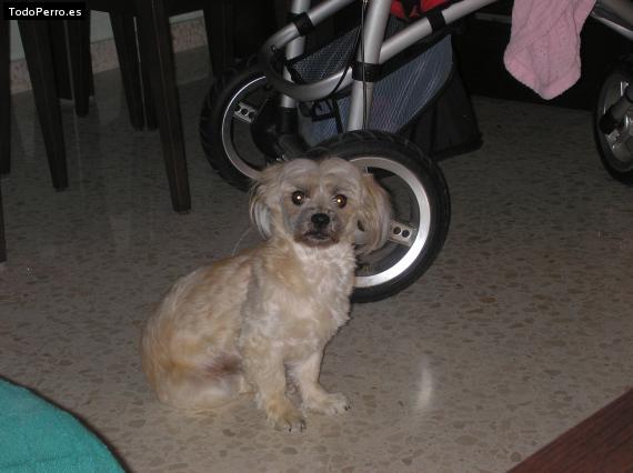 La foto del perro