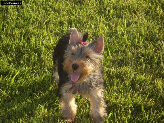 La foto del perro