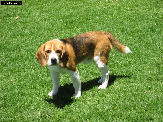 La foto del perro