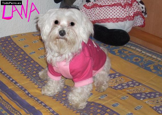 La foto del perro