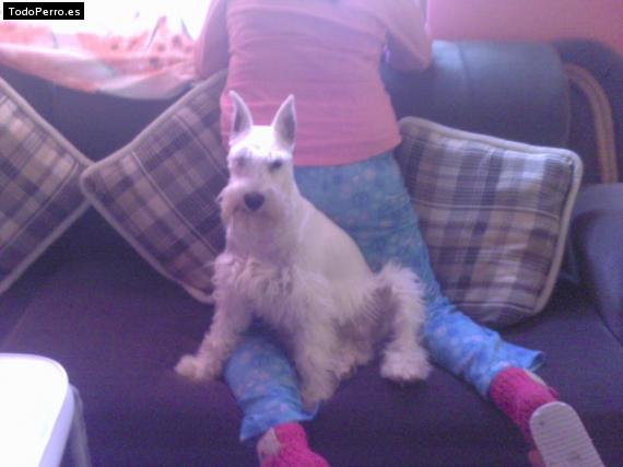 La foto del perro