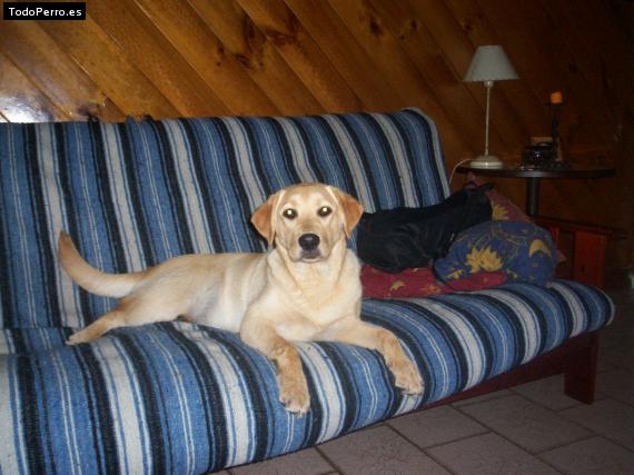 La foto del perro