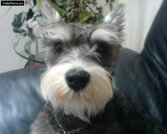 La foto del perro