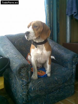 La foto del perro