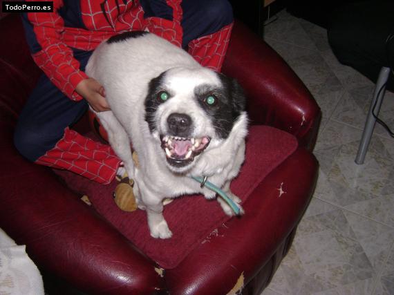 La foto del perro