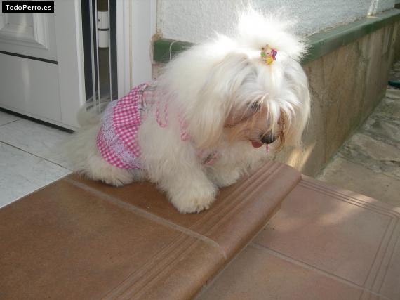 La foto del perro