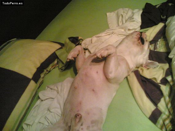 La foto del perro