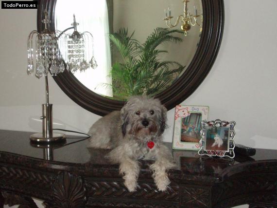 La foto del perro
