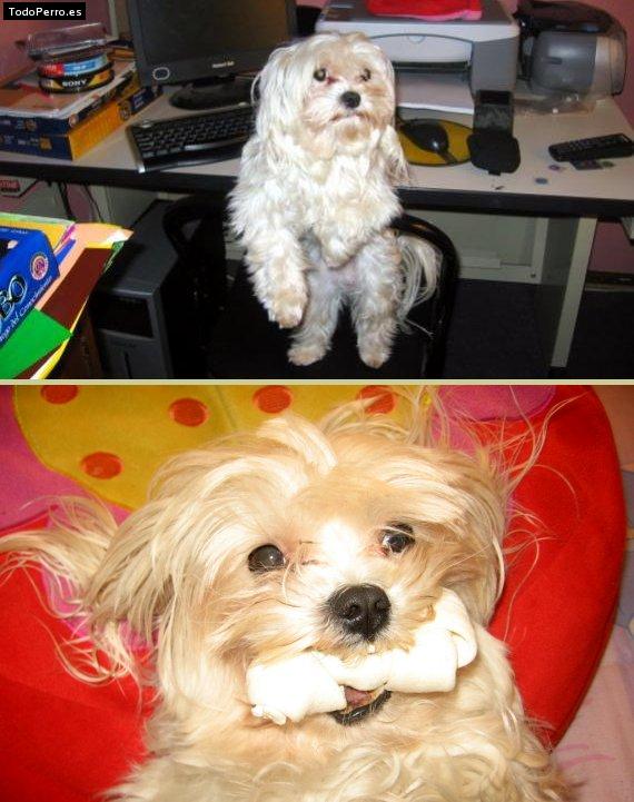 La foto del perro