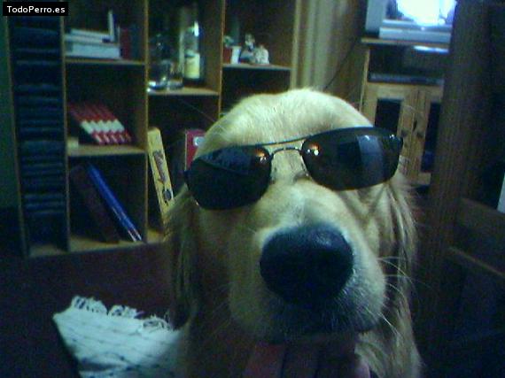 La foto del perro