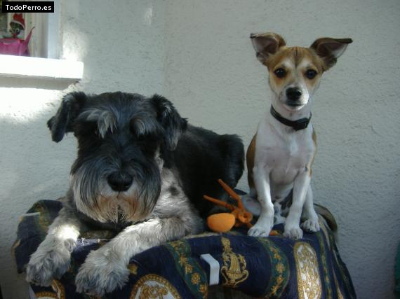 La foto del perro