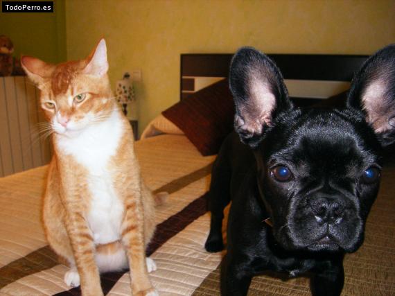 La foto del perro