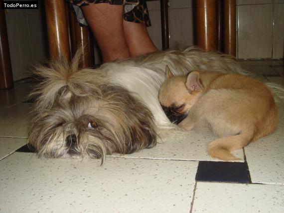 La foto del perro