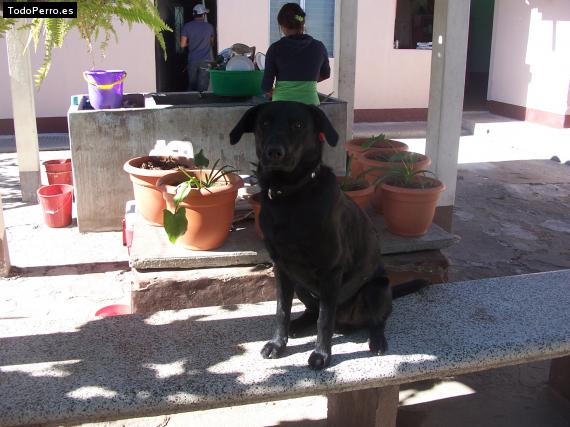 La foto del perro