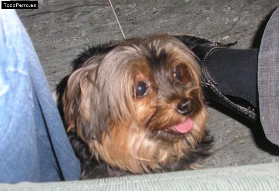 La foto del perro